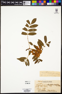 Elaphoglossum reticulatum image