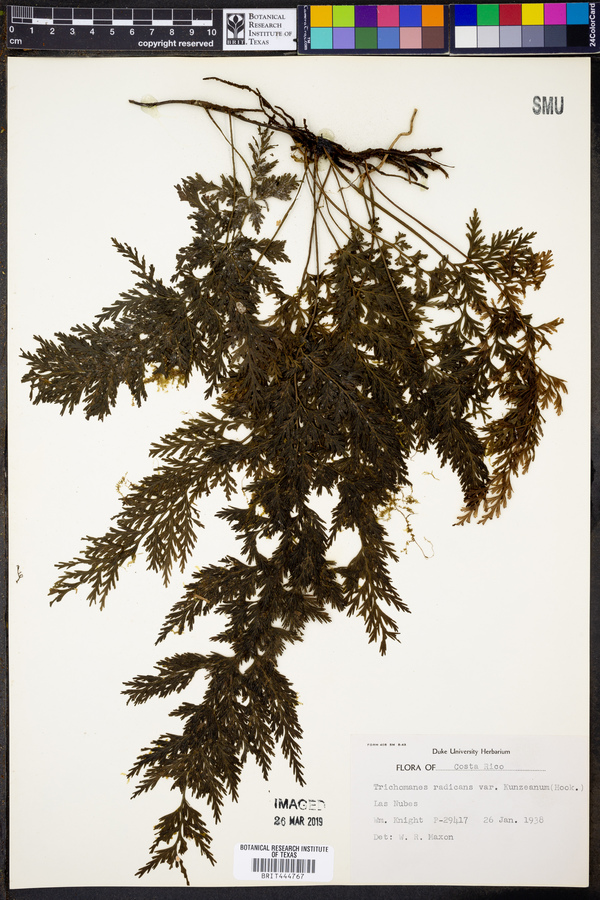 Trichomanes radicans var. kunzeanum image