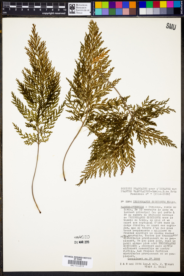 Vandenboschia speciosa image