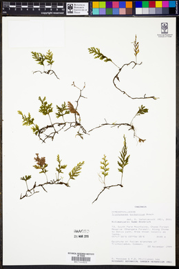Polyphlebium borbonicum image