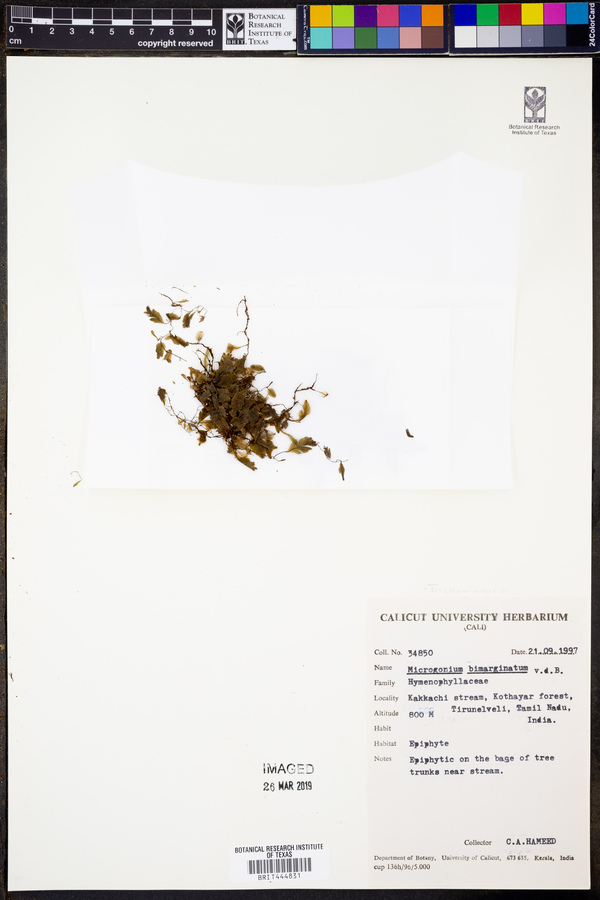 Trichomanes bimarginatum image