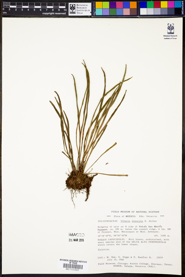 Vittaria dimorpha image