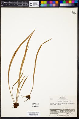 Vittaria flexuosa image