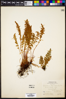 Woodsia ilvensis image
