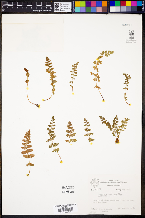 Woodsia mexicana image