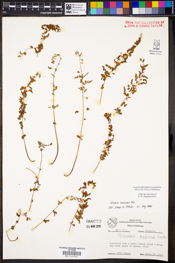 Woodsia mexicana image