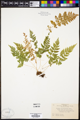 Woodsia obtusa image