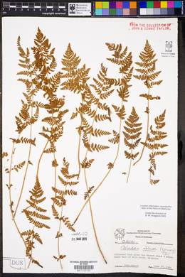 Woodsia obtusa image