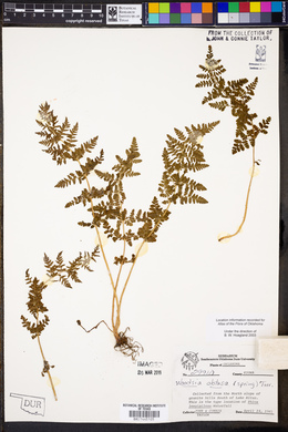 Woodsia obtusa image