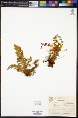 Woodsia obtusa image