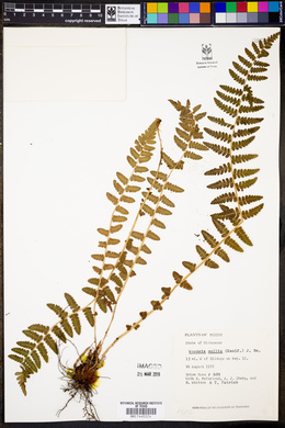 Woodsia mollis image