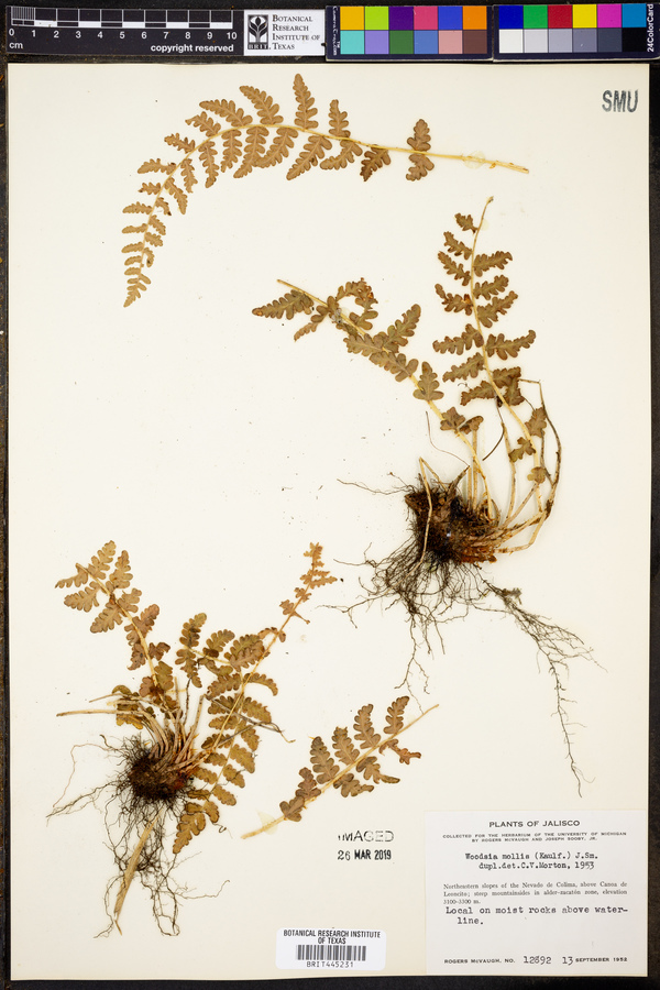 Woodsia mollis image