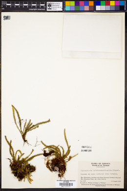 Moranopteris trichomanoides image