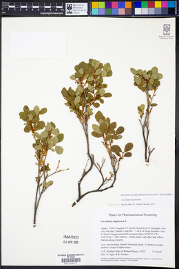 Vaccinium uliginosum image