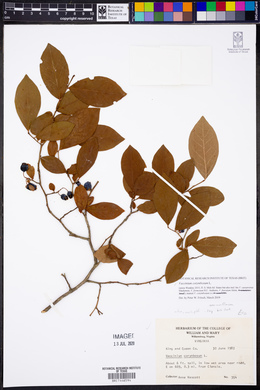 Image Associated With the Occurence