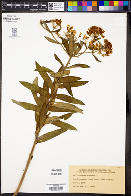 Asclepias asperula subsp. capricornu image