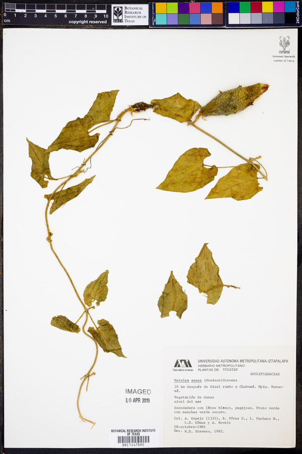 Dictyanthus aeneus image