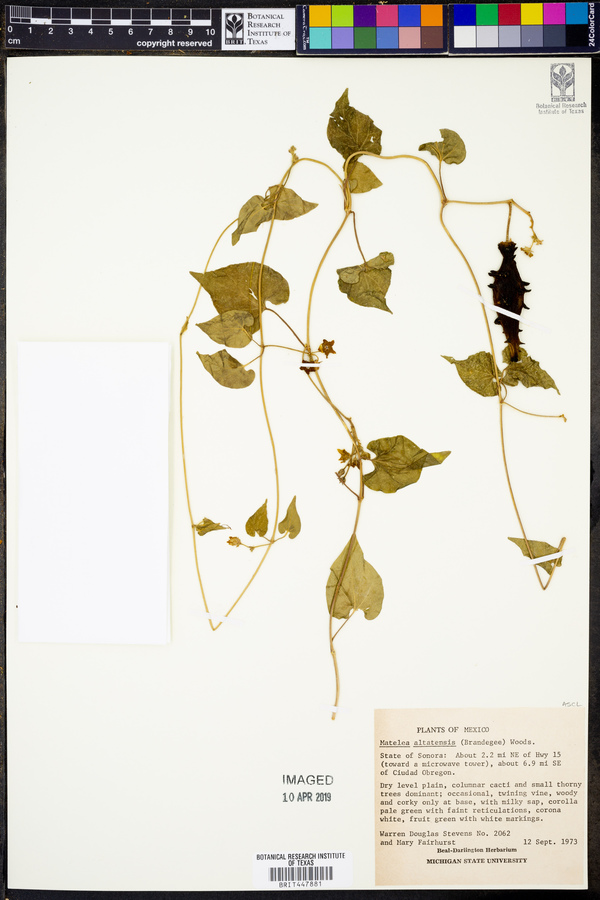 Matelea altatensis image