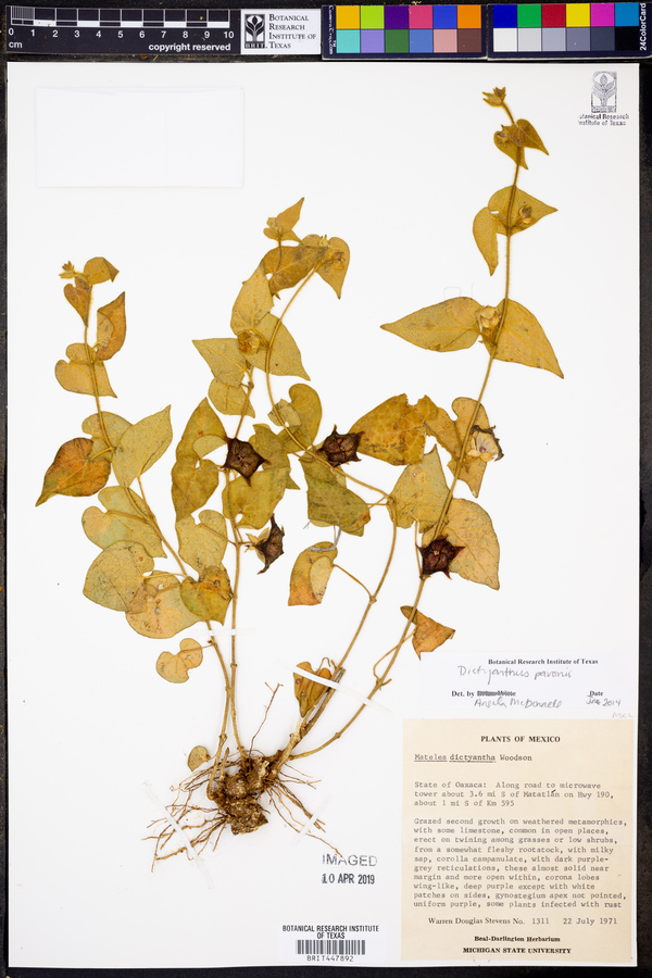 Dictyanthus pavonii image