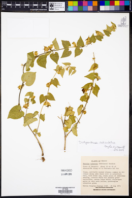 Matelea reticulata image