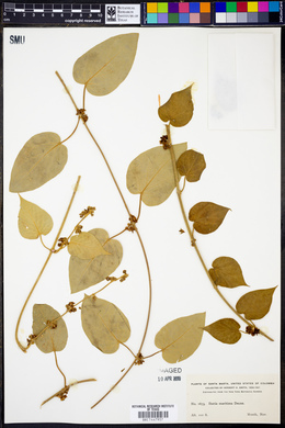 Ibatia maritima image