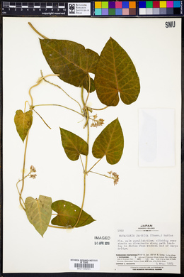 Metaplexis japonica image