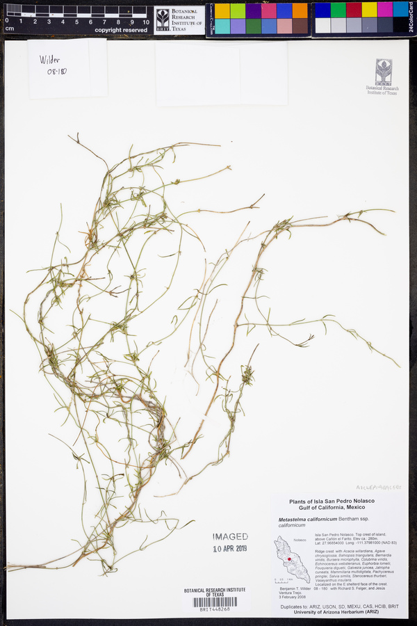 Metastelma californicum subsp. californicum image