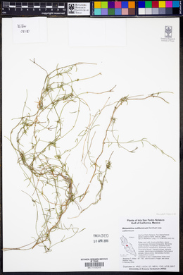 Metastelma californicum subsp. californicum image