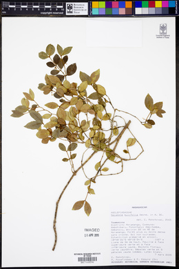 Image of Secamone buxifolia