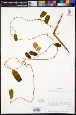 Secamone parvifolia image