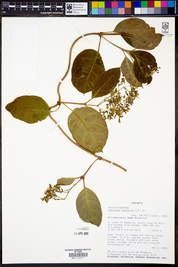 Tacazzea conferta image