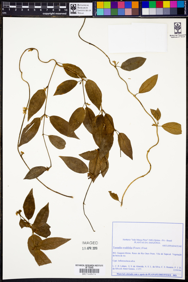 Tassadia ovalifolia image