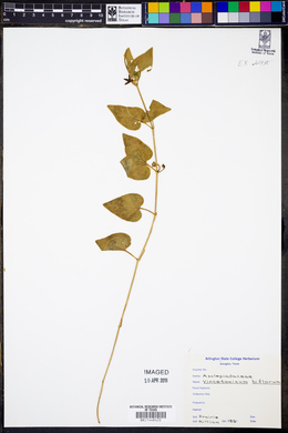 Chthamalia biflora image