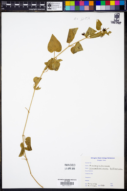 Chthamalia biflora image