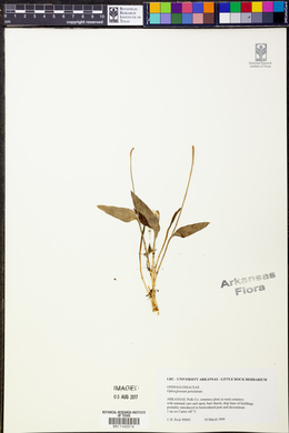 Ophioglossum petiolatum image