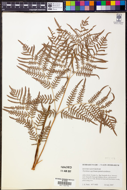 Pteridium aquilinum subsp. pseudocaudatum image