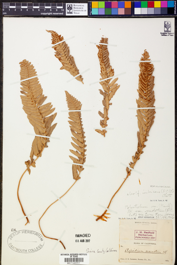 Polystichum munitum subsp. nudatum image