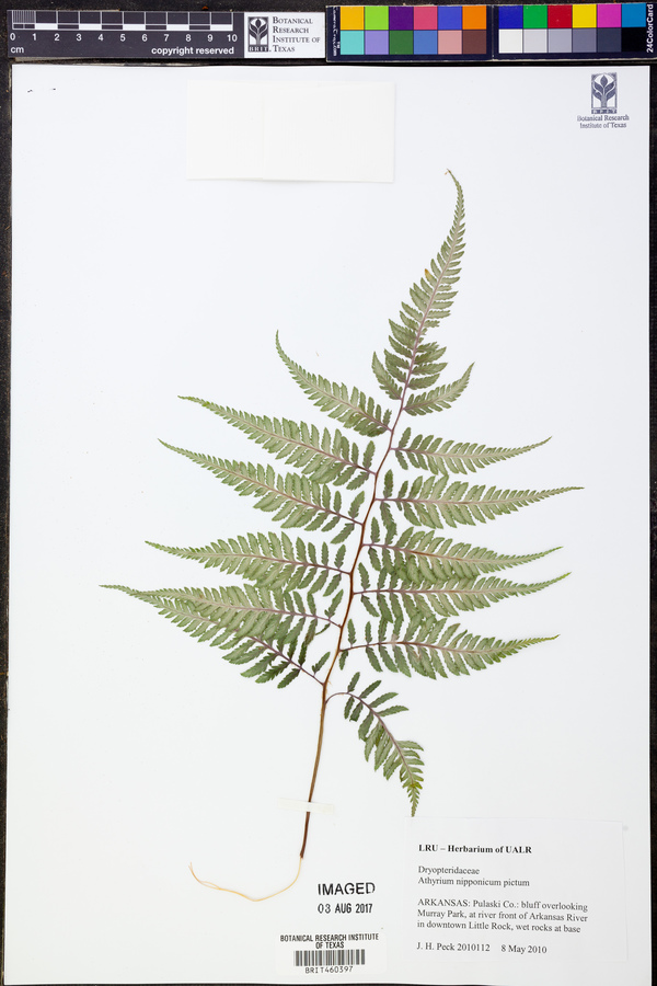 Anisocampium niponicum image