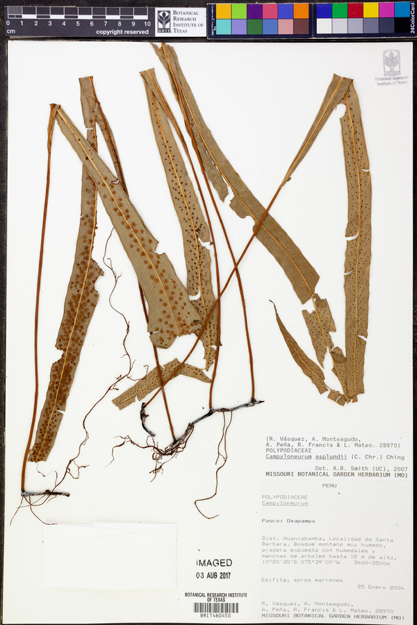 Campyloneurum asplundii image