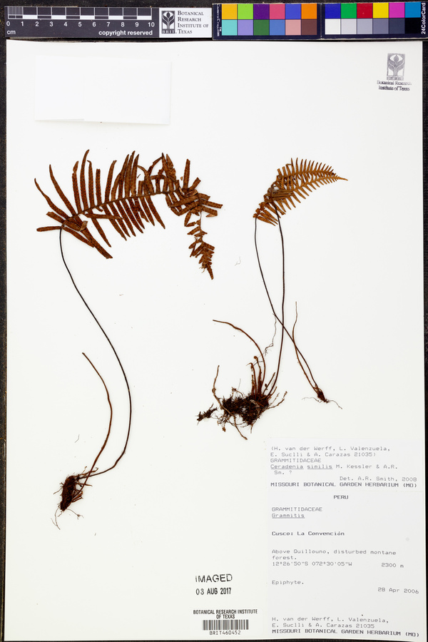 Ceradenia similis image