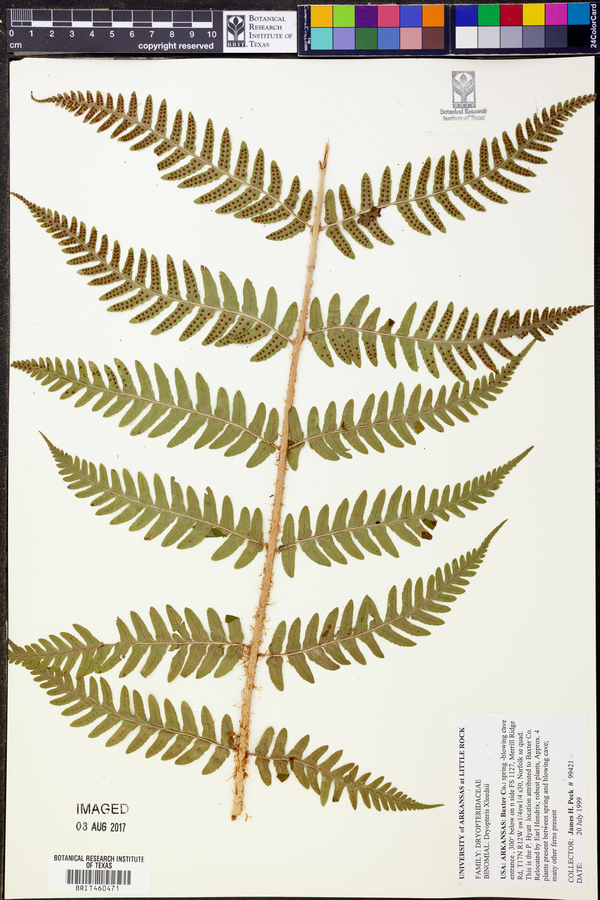 Dryopteris x leedsii image