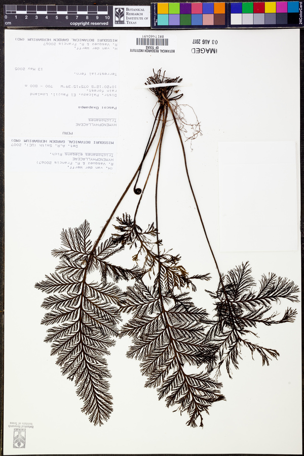 Trichomanes elegans image