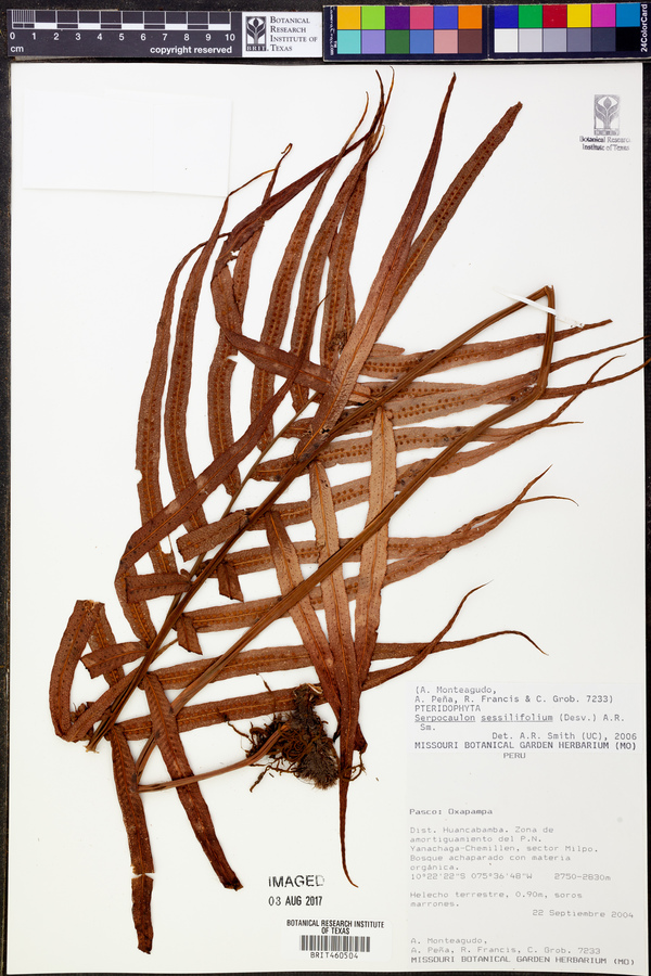 Serpocaulon sessilifolium image
