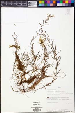 Image of Lellingeria pseudocapillaris