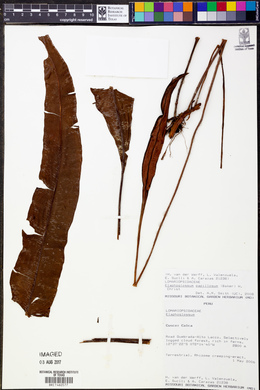Elaphoglossum papillosum image
