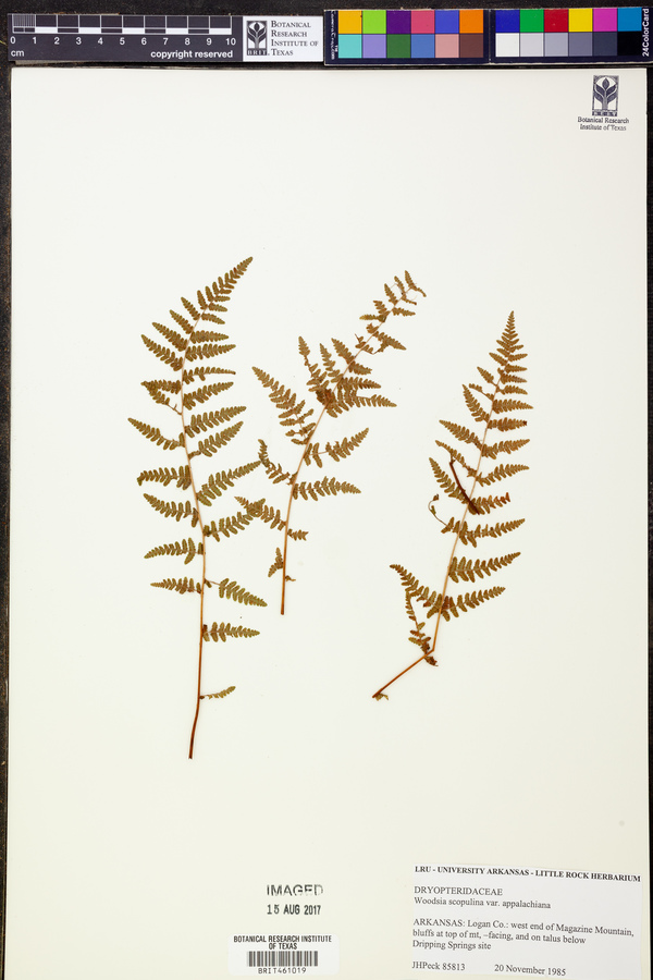 Woodsia scopulina var. appalachiana image