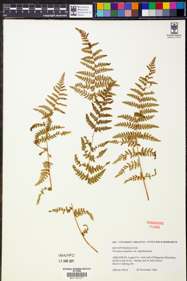 Woodsia scopulina var. appalachiana image