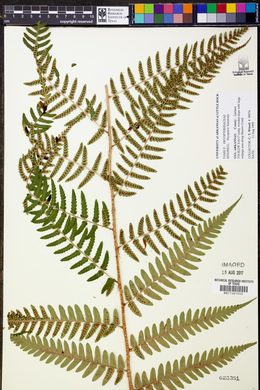 Dryopteris australis image