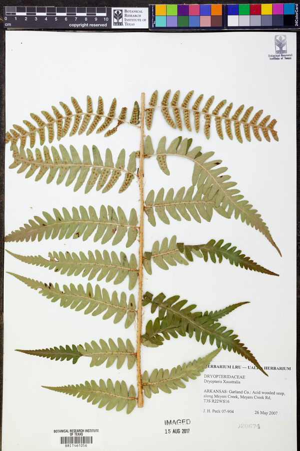 Dryopteris australis image