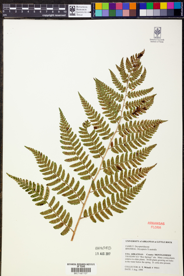 Dryopteris x australis image